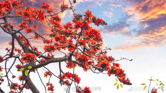 木棉花