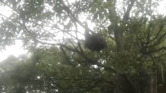 “逃逸”的孔雀。 受访者供图