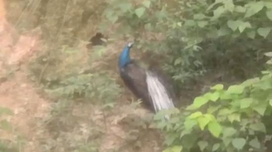 广东佛冈十级大风吹垮养殖棚 六千余只蓝孔雀跑了