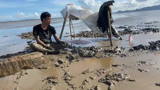 江门|江门台山又有白海豚搁浅 在民警帮助下已游回大海