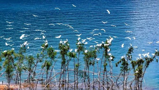良好的生态环境吸引越来越多鸟类前来栖息