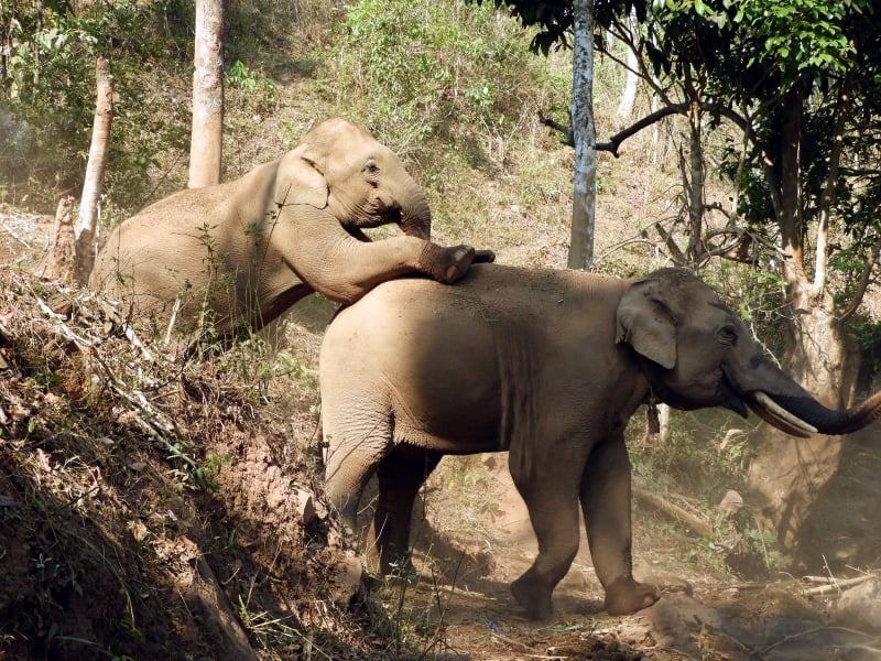 由于旅游业收入的减少，如何喂养大象成为了当务之急。 Kindred Spirit 大象保护区官网 图