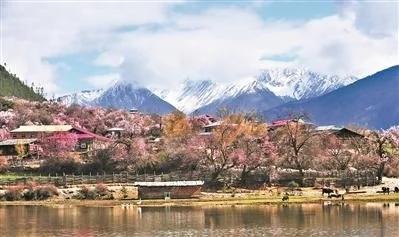 林芝桃花