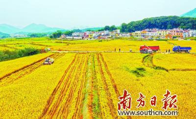 11月3日,清远英德市九龙镇金鸡村垦造水田项目基地,上千亩金灿灿的晚稻已成熟,收割机在田间来回穿梭。南方日报记者 肖雄 摄