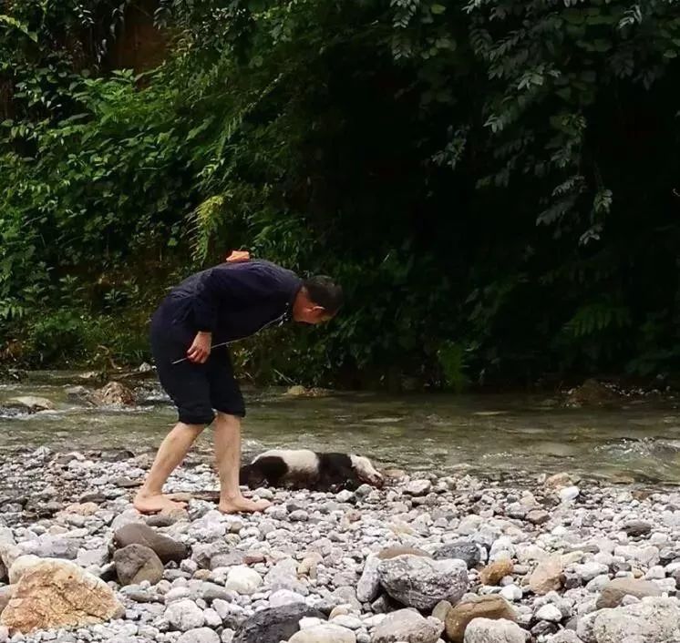发现已经死亡的大熊猫