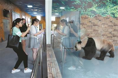大熊猫吸引了很多游客观看。