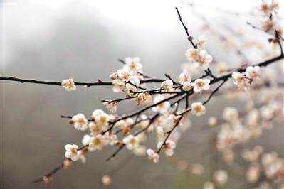 腊月刚至,梅关古道景区梅花盛放。