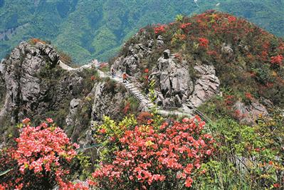 金子山的映山红。