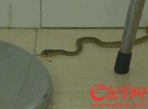 自来蛇?街坊一天打死十几条