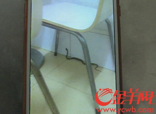养殖蛇!上百只蛇蛋趁热提早孵化
