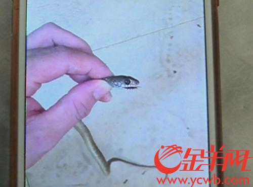 小区养蛇犯法吗?