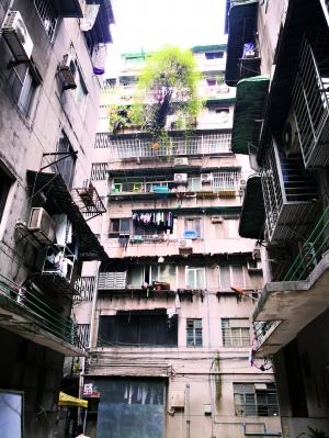 竹子树长在阳台上，令人担心（移动前）。多宝街供图