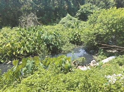 该段河水浑浊发黑，河岸边有不少生活垃圾。