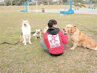 购买法斗这类名犬最好到正规狗场，购买前签好协议。（图文无关）