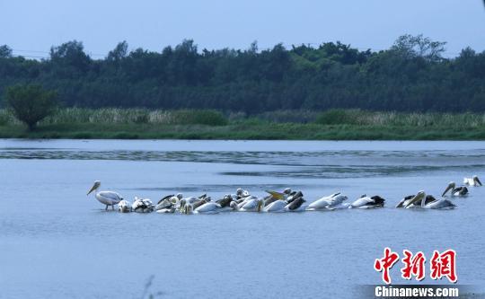 南沙湿地鸟类成群出现 程景伟 摄