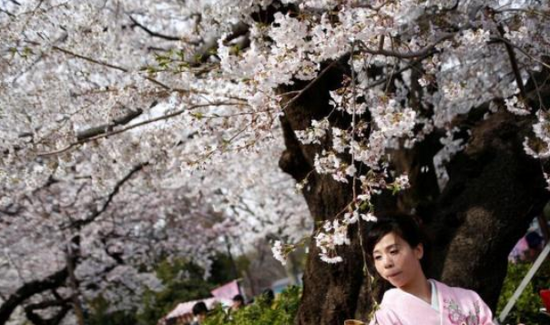 资料图：东京女子身穿和服，漫步樱花树下。