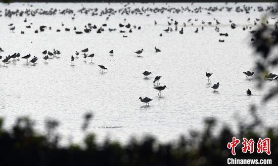 　珠江口湿地滩涂吸引鸟类栖息 姬东 摄