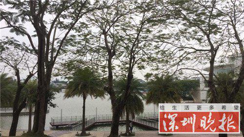 原标题：深圳欢乐海岸人工湖现男尸 警方确认系自杀