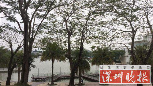 原标题:深圳欢乐海岸人工湖现男尸 警方确认系自杀