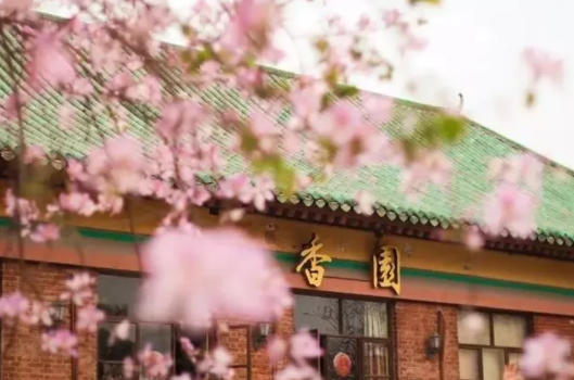 不过除了紫荆花，华农的黄风铃花也很好看，大家可以雨露均沾一点。