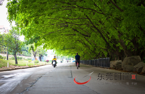 樟木头有一条酷似电影场景的林荫小道。（通讯员 蒋鑫 摄）