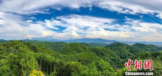   广东梅州梅城百岁山森林公园　陈骥旻　摄