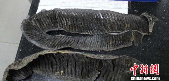 拱北海关实验室鉴定结果显示此前拱北口岸截获的是濒危物种制品蝠鲼鳃 张国强 摄