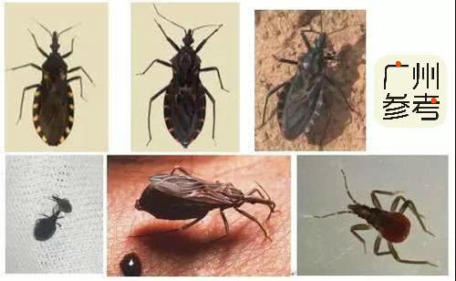 别闹有人养木虱王牟利养两天就养死了