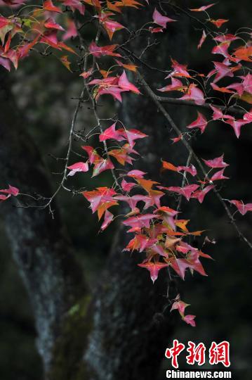 公园内3000多亩红叶正迎着料峭山寒次第变红 杨耀烨 摄