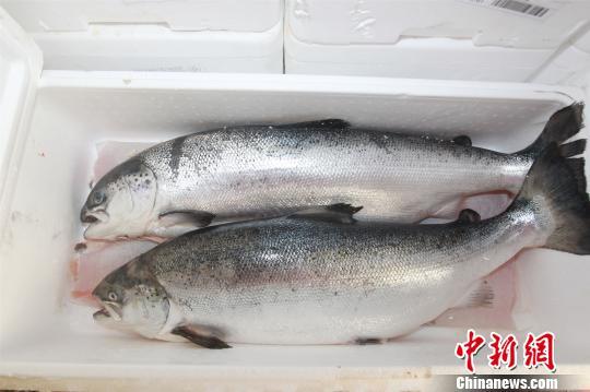 2018年3月27日,广州海关破获“727”走私冻三文鱼案,图为涉案走私冻三文鱼。 刘燚燊 摄