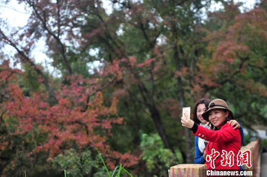 游客在红叶前自拍 杨耀烨 摄