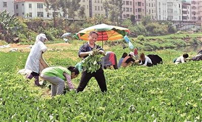 一家企业要买250公斤菠菜，附近的居民赶来帮忙采摘。
