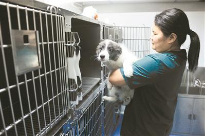 宠物狗被寄养在笼子里,有专门的工作人员看护。