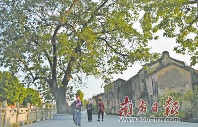 自从南粤古驿道定向大赛汕头站举办之后,如今樟林每个周末都会迎来过万游客。