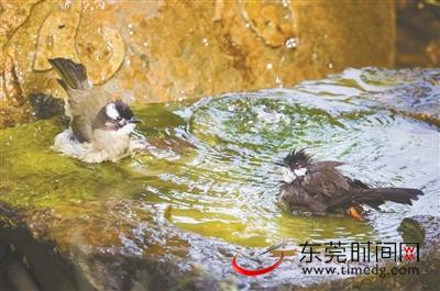 拍鸟大师蔡和在谢岗中学鸟浴池拍到小鸟洗澡图