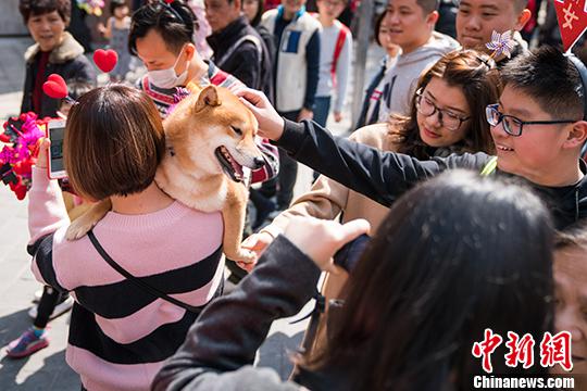 2月13日,一位市民怀抱柴犬来到广州越秀西湖花市,引起不少路人围观。 中新社记者 廖树培 摄