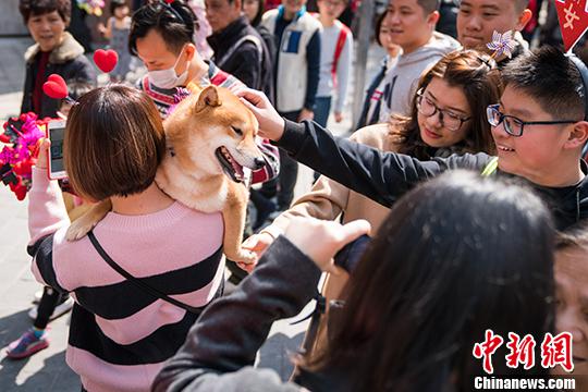 2月13日，一位市民怀抱柴犬来到广州越秀西湖花市，引起不少路人围观。 中新社记者 廖树培 摄