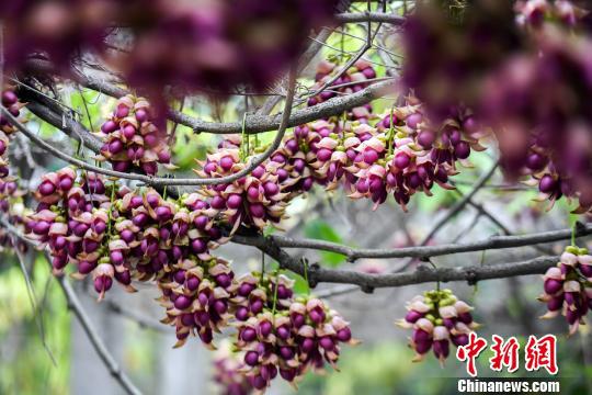 华南植物园内生长的各色禾雀花。廖树培摄