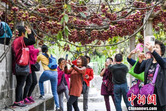 众多游客正拍摄禾雀花。廖树培摄