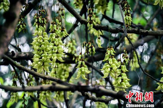 华南植物园内生长的各色禾雀花。廖树培摄