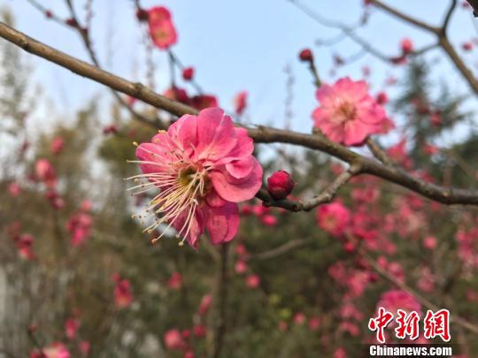 合肥植物园的徽州骨红 刘鸿鹤 摄