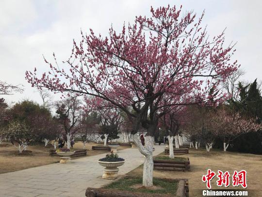 合肥植物园的梅花 刘鸿鹤 摄