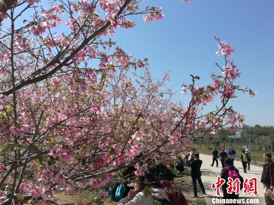 从化天适樱花悠乐园樱花盛开,吸引大批游客 郭军 摄