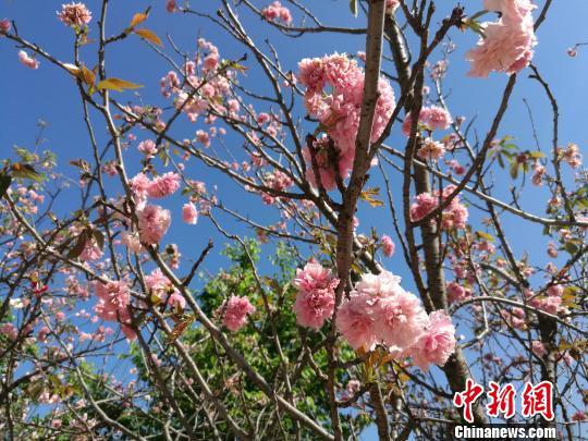 从化天适樱花悠乐园樱花盛开 郭军 摄