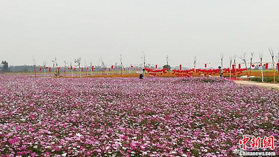 林家如的江心岛观光基地一角。梁盛 摄