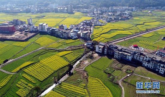 这是3月10日拍摄的江西省萍乡市湘东区东桥镇万亩油菜花基地(无人机