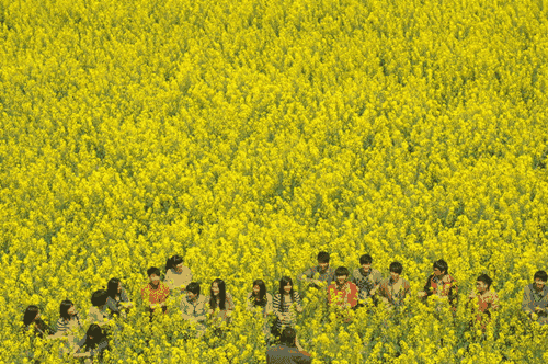 赏花指南