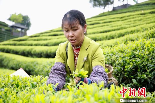 茶农在采摘茶叶。　朱柳融　摄