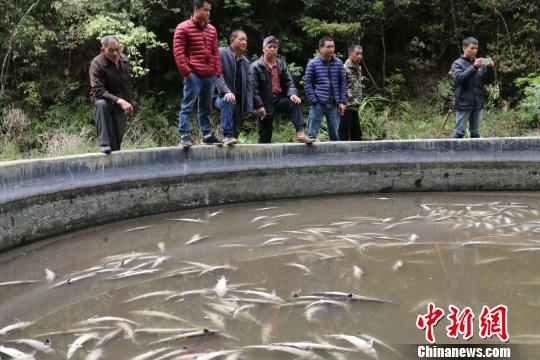 图为鱼池里的中华鲟全部死亡 颜新阳 摄