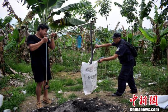 图为民警抓获的眼镜王蛇　解雄波　摄